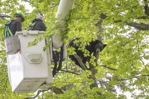 Michigan Department of Natural Resources Wildlife Biologist Steve Griffith prepares to fire a tranquilizer dart into a black bear in a tree outside of a home, Sunday, May 14, 2023 in Traverse City, Mich. Representatives from the Michigan Department of Natural Resources, DNR Conservation Officers, Traverse City Police, Traverse City Fire and Traverse City Light and Power were able to remove the bear after several tranquilizer darts with plans to relocate it. (Jan-Michael Stump/Traverse City Recor