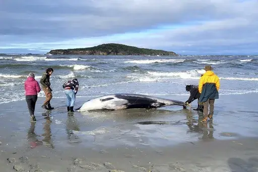 In this photo provided by the New Zealand Department of Conservation, rangers inspect what is believed to be a rare spade-toothed whale on July 5, 2024, after it was found washed ashore on a beach near Otago, New Zealand. (Department of Conservation via AP, File)