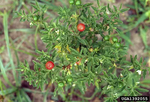This undated image provided by Bugwood.org shows toxic Jerusalem cherry fruits, which closely resemble cherry tomatoes. (Charles T. Bryson/USDA Agricultural Research Service/Bugwood.org via AP)