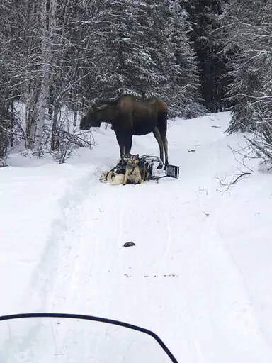 In this photo provided by Iditarod rookie musher Bridgett Watkins, a moose stands over her dog team on trails near Fairbanks, Alaska, Feb. 4, 2022. The moose attacked Watkins' dog team for over an hour during a training run, seriously injuring four before a friend shot and killed the moose. (Bridgett Watkins via AP)