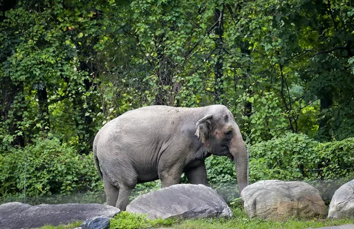 In this Oct. 2, 2018 file photo, Bronx Zoo elephant "Happy" strolls inside the zoo's Asia Habitat in New York.  A legal fight to release Happy the elephant from the Bronx Zoo after 45 years will be argued Wednesday, May 18, 2022,  before New York's highest court in a closely watched case over whether a basic right for people can be extended to an animal. AP Photo/Bebeto Matthews, File)