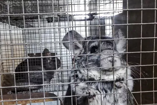 In this undated 2021 photo provided by Humane Society International/Europe, chinchillas inside cages where they are bred for fur at an undisclosed location in Romania. An animal welfare charity says an undercover investigation has uncovered cruel and allegedly illegal practices in Romania's chinchilla fur farms. Humane Society International has now appealed to Romania's prime minister to “stop this atrocious suffering in the name of fashion” and completely ban fur farming in the Eastern Euro