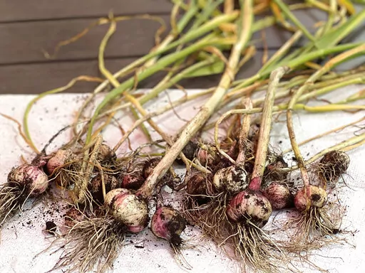 This June 10, 2022, image provided by Jessica Damiano shows a crop of freshly harvested hardneck garlic in New York's Long Island. (Jessica Damiano via AP)