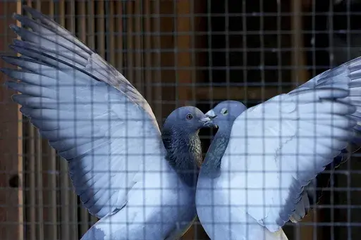 Two pigeons play in their loft in Ranst, Belgium, Monday, Jan. 13, 2025. (AP Photo/Virginia Mayo)