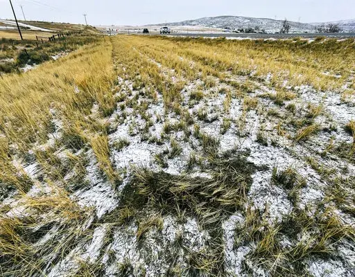 In this photo provided by Jaden Bales, the outline of a mule deer that was struck by a car and claimed for food using a new state of Wyoming roadkill app is seen in grass and snow near U.S. 287 south of Lander on Feb. 21, 2022. (Jaden Bales via AP)