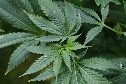 Marijuana plants are pictured at a growing facility in Oklahoma City, Feb. 26, 2020. Many older adults are using medical marijuana to treat a variety of conditions, but experts say that conflicting laws, unclear safety standards and complicated rulemaking processes mean it could be years before Medicare may cover the drug. (AP Photo/Sue Ogrocki, File)