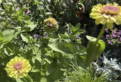 This image provided by Jessica Damiano shows Queen Lime zinnias blooming on Long Island in New York on Aug. 29, 2023. Together with other annuals and tender perennials, the plants carry the late-summer garden as their hardy perennial bedmates begin to fade. (Jessica Damiano via AP)