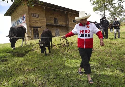 Then presidential candidate Pedro Castillo leads his cows for feeding as journalists follow, in Chugur, Peru, April 15, 2021. Castillo’s election in 2021 brought hopes for change in Peru’s unstable and corrupt political system, but the impoverished rural teacher and political neophyte has found himself engulfed in impeachment votes and corruption allegations. (AP Photo/Martin Mejia, File)