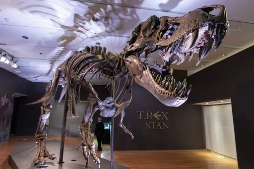 Stan, one of the largest and most complete Tyrannosaurus rex fossil discovered, is on display, Tuesday, Sept. 15, 2020, at Christie's in New York. The teeth on T. rex and other big theropods were likely covered by scaly lips, concludes a study published Thursday, March 30, 2023, in the journal Science. The dinosaur's teeth didn't stick out when its mouth was closed, and even in a wide open bite, you might just see the tips, the scientists found. (AP Photo/Mary Altaffer, File)