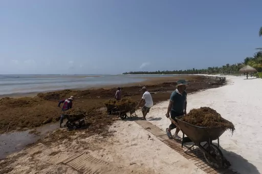 Workers, who were hired by residents, remove sargassum seaweed from the Bay of Soliman, north of Tulum, Quintana Roo state, Mexico, Aug. 3, 2022. On shore, sargassum is a nuisance — carpeting beaches and releasing a pungent smell as it decays. For hotels and resorts, clearing the stuff off beaches can amount to a round-the-clock operation. (AP Photo/Eduardo Verdugo, File)