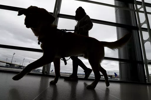 A trainer walks with a service dog through the Terminal C at Newark Liberty International Airport while taking part of a training exercise, Saturday, April 1, 2017, in Newark, N.J. All dogs coming into the U.S. from other countries must be at least 6 months old and microchipped, according to new government rules published Wednesday, May 8, 2024. The new rules were prompted by concerns about dogs coming from countries where rabies is common, and applies to dogs brought in by breeders or rescue gr
