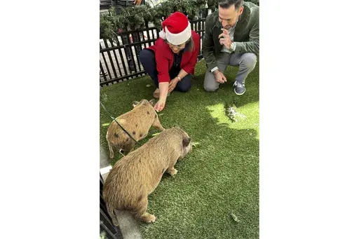 Miami-Dade County Mayor Daniella Levine Cava and restaurant owner Eric Castellanos feed 4-month-old pigs Glinda and Elphaba in Miami before Levine Cava issued ceremonial pardons Friday, Dec. 20, 2024, sparing the pigs from being barbecued during Cuban Americans' Christmas Eve feast known as "nochebuena." (AP Photo/Terry Spencer)