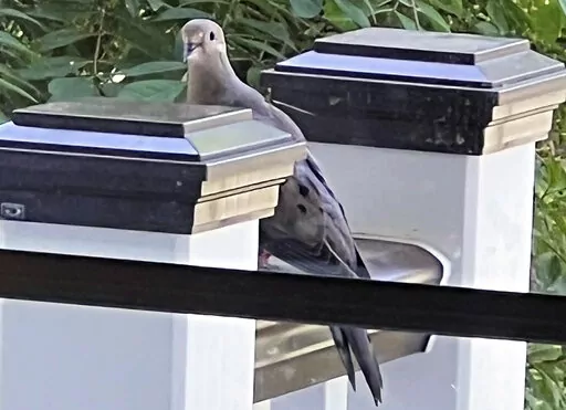 This May 25, 2022, image shows a mourning dove perched on a deck post in a Glen Head, N.Y. (Jessica Damiano via AP)