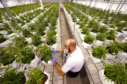 Jeremy Baldwin tags young cannabis plants at a marijuana farm operated by Greenlight, Oct. 31, 2022, in Grandview, Mo. Marijuana advocates are looking toward their next states to target after experiencing some mixed results in the recent elections. Cannabis legalization measures for adults passed in Maryland and Missouri but failed in Arkansas, North Dakota and South Dakota. Supporters already are looking toward a March legalization vote in Oklahoma. (AP Photo/Charlie Riedel, File)