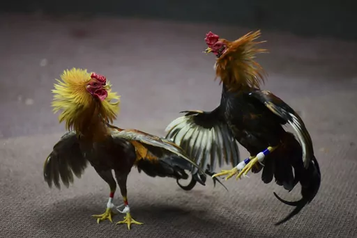 Cockfighting takes place in Toa Baja, Puerto Rico, on Dec. 18, 2019. Honolulu police have yet to make any arrests in a fatal shooting Saturday, April 15, 2023, that's highlighting the dangers that come with cockfighting, which has long been popular in Hawaii. (AP Photo/Carlos Giusti, File)
