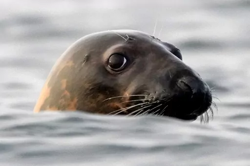 A gray seal swims in Casco Bay, off Portland, Maine, in this Sept. 15, 2020 file photo. Seal die-offs from the bird flu have been detected everywhere from New England to Chile. (AP Photo/Robert F. Bukaty, files)