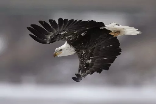 A bald eagle flies over a partially frozen Des Moines River, Dec. 21, 2022, in Des Moines, Iowa. Federal and Arkansas state wildlife authorities are asking for the public's help in catching whoever might be responsible for the deaths of four bald eagles in Arkansas' Marion County in early 2023. (AP Photo/Charlie Neibergall, File)
