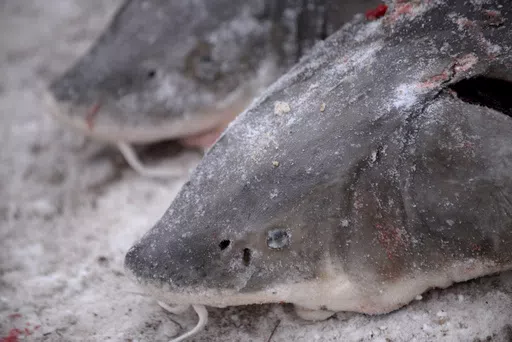 Two lake sturgeons are set to be weighed near Black Lake in Cheboygan County, Mich., Feb. 4, 2017. Lake sturgeon don't need Endangered Species Act protections, federal wildlife officials announced Monday, April 22, 2024, saying that stocking programs have helped the prehistoric fish return to areas where they had vanished. (Julia Nagy/Lansing State Journal via AP, File)
