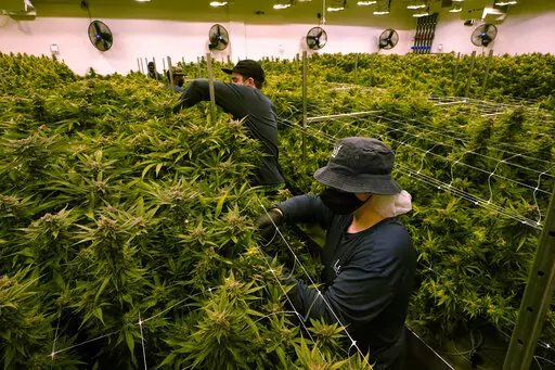 FILE workers trim cannibis plants that are close to harvest in a grow room at the Greenleaf Medical Cannabis facility in Richmond, Va., Thursday, June 17, 2021. Republican lawmakers in Virginia who opposed legalizing simple possession of marijuana say they don't want to scrap the law, but they do want to make significant changes. (AP Photo/Steve Helber/FILE)