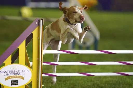 Elvira, a bracco Italiano, competes in the 24 inch class at the Masters Agility Competition during the 146th Westminster Dog Show on, June 18, 2022 in Tarrytown, N.Y. The ancient Italian bird-hunting dog is the 200th member of the American Kennel Club's roster of recognized breeds, the organization announced Wednesday. That means the handsome, powerful but amiable pointers can now go for best in show at many U.S. dog shows, including the prestigious Westminster Kennel Club event next year. (AP P