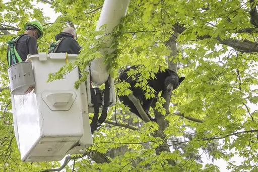 Michigan Department of Natural Resources Wildlife Biologist Steve Griffith prepares to fire a tranquilizer dart into a black bear in a tree outside of a home, May 14, 2023, in Traverse City, Mich. The 350-pound black bear that perched for hours in a tree, causing a Mother's Day spectacle last spring in northern Michigan, was killed by a hunter, authorities said Wednesday, Jan. 24, 2024. (Jan-Michael Stump/Traverse City Record-Eagle via AP, File)