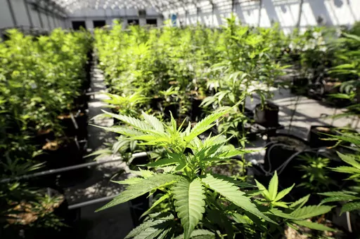 Marijuana plants grow at a Minnesota Medical Solutions greenhouse on May 5, 2015, in Otsego, Minn. Senators in Minnesota passed a bill Saturday, May 20, 2023, that would legalize recreational marijuana for people over the age of 21, making it the 23rd state to legalize adult-use cannabis. The measure has already been approved by the House and now goes to Democratic Gov. Tim Walz, who has pledged to sign it into law. (Glen Stubbe/Star Tribune via AP, File)