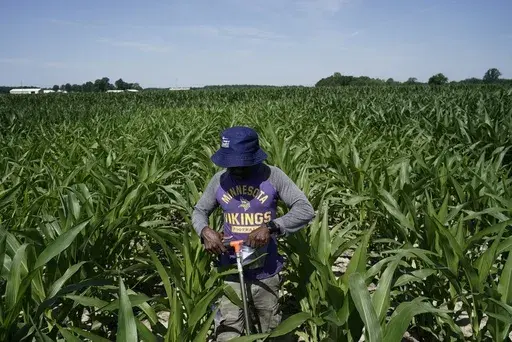 Jude Addo-Chidie, a Ph.D. student in agronomy at Purdue University, places a probe in soil as he takes samples from a corn field July 12, 2023, at the Southeast-Purdue Agricultural Center in Butlerville, Ind. (AP Photo/Joshua A. Bickel, File)