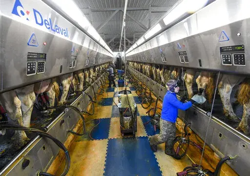 Farm workers milk dairy cows in the milking parlor at the Welcome Stock Farms Tuesday, Jan. 25, 2022, in Schuylerville, N.Y. New York state is now looking at lowering the farm worker overtime threshold from 60 hours a week.  Some workers and their advocates say the change would bring long-delayed justice to agricultural workers in New York.  But the prospect is alarming farmers. (AP Photo/Hans Pennink)