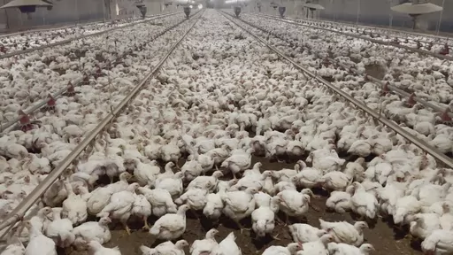 The animal rights group Animal Outlook says that a Virginia farm that raised chickens for Tyson Foods mistreated the animals, and one of their investors shot pictures and video documenting the abuse last year. But Tyson says it cut ties with the farm in January after it uncovered animal welfare issues there on its own. (Animal Outlook via AP)