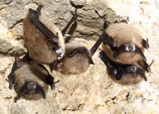 This undated photo from the U.S. Fish and Wildlife Service shows little brown bats with the fuzzy white patches of fungus typical of white nose syndrome, which affects at least 12 species nationwide. Louisiana is now among 41 states where the fungus has been found on bats, though the disease has not shown up in the state. (U.S. Fish and Wildlife Service via AP)