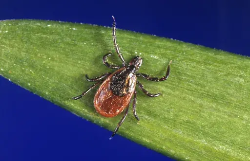This undated photo provided by the U.S. Centers for Disease Control and Prevention shows a blacklegged tick, also known as a deer tick. Another mild winter and other favorable factors likely means the 2024 tick population will be equal to last year or larger, some researchers say. (CDC via AP, File)