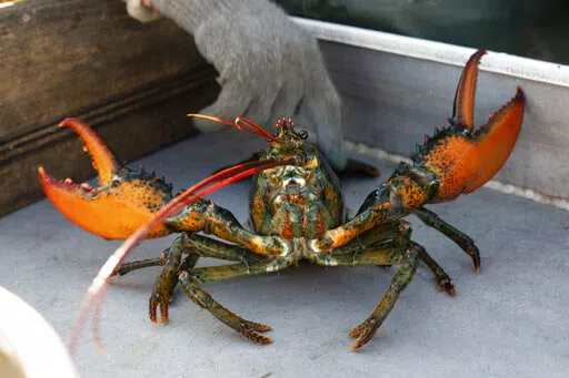 A lobster rears its claws after being caught off Spruce Head, Maine, Aug. 31, 2021. China is showing no signs of slowing its demand for American lobster this year despite disruption to the supply chain and international trade caused by the COVID-19 pandemic. The lobsters are especially sought after in winter because they are a popular delicacy on Chinese New Year, which is Feb. 1 this year.  (AP Photo/Robert F. Bukaty, File)