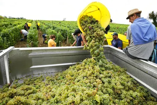 Workers collect white grapes of sauvignon in the Grand Cru Classe de Graves of the Château Carbonnieux, in Pessac Leognan, south of Bordeaux, southwestern France, Tuesday, Aug. 23, 2022. The harvest that once started in mid-September is now happening earlier than ever in one of France’s most celebrated wine regions and other parts of Europe due to drought and climate change. (AP Photo/Francois Mori)