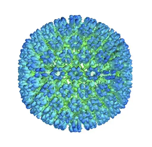 This image provided by U.S. Department of Health and Human Services shows an illustration of the outer coating of the Epstein-Barr virus, one of the world’s most common viruses. New research is showing stronger evidence that Epstein-Barr infection could set some people on the path to later developing multiple sclerosis.   (U.S. Department of Health and Human Services  via AP)