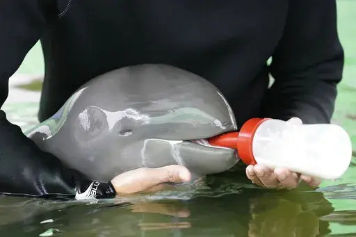 Volunteer Tosapol Prayoonsuk feeds a baby dolphin nicknamed Paradon with milk at the Marine and Coastal Resources Research and Development Center in Rayong province in eastern Thailand, Friday, Aug. 26, 2022. The Irrawaddy dolphin calf was drowning in a tidal pool on Thailand’s shore when fishermen found him last month. The calf was nicknamed Paradon, roughly translated as “brotherly burden,” because those involved knew from day one that saving his life would be no easy task. But the baby 