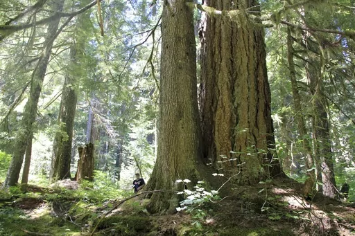 Michael Donnelly stands in a grove of old-growth trees in the off-trail area of the Opal Creek Wilderness area, July 30, 2015, east of Salem, Ore. The Biden administration is moving to conserve groves of old-growth trees on federal lands by revising management plans for all national forests and grasslands in the U.S. (Zach Urness/Statesman-Journal via AP, File)