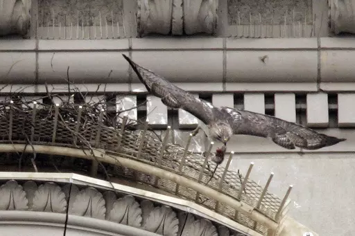 Pale Male, a red tailed hawk, leaves his nest with a rat he just caught hanging from his beak, Thursday, Feb. 17, 2005, in New York. Pale Male, who brought a touch of the wild to swanky Manhattan as he nested above Fifth Avenue with a succession of mates for more than 30 years, died late Tuesday, May 16, 2023, after being found ill and grounded in Central Park, wildlife rehabilitator Bobby Horvath posted on Facebook. The hawk was believed to be 33 years old. (AP Photo/Julie Jacobson, File)