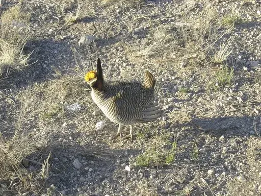 This undated photo provided by the U.S. Fish and Wildlife Service shows a male lesser prairie chicken in southeastern New Mexico. The U.S. Fish and Wildlife Service announced Tuesday, Jan. 24, 2023, that new designations for the lesser prairie chicken scheduled to take effect then had been bumped to March 27. The agency is granting endangered status to the grassland bird's southern population segment while listing the northern segment as threatened. (U.S. Fish and Wildlife Service via AP, File)