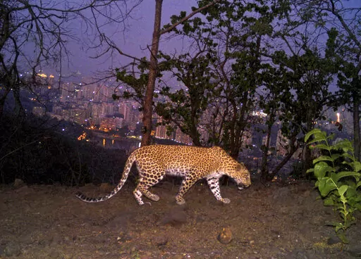 A leopard is seen walking across a ridge in Aarey colony near Sanjay Gandhi National Park overlooking Mumbai city, India, May, 12, 2018. Los Angeles and Mumbai, India are the world’s only megacities of 10 million-plus where large felines breed, hunt and maintain territory within urban boundaries. Long-term studies in both cities have examined how the big cats prowl through their urban jungles, and how people can best live alongside them. ( Nikit Surve, Wildlife Conservation Society – India/ 