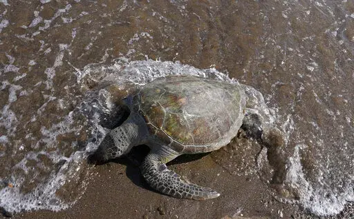 A dead green sea turtle washes up on the beach in the Khor Kalba Conservation Reserve, in the city of Kalba, on the east coast of the United Arab Emirates, Tuesday, Feb. 1, 2022.  A staggering 75% of all dead green turtles and 57% of all loggerhead turtles in Sharjah had eaten marine debris, including plastic bags, bottle caps, rope and fishing nets, a new study published in the Marine Pollution Bulletin. The study seeks to document the damage and danger of the throwaway plastic that has surged 