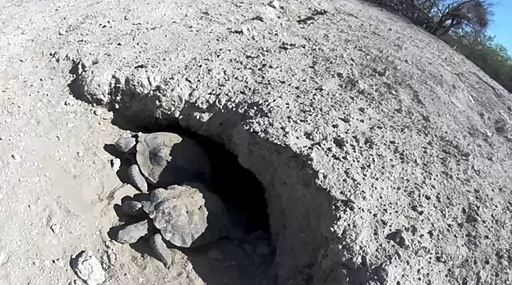 In this image provided by the Clark County Desert Conservation Program taken from a video monitor, Mojave Max, top, and another desert tortoise emerge from their burrow, Monday, April 24, 2023, at the Desert Preserve in Las Vegas. Officials in Nevada say the emergence was the latest since 2000 for the critter compared locally with Punxsutawney Phil in Pennsylvania. Biologists in Las Vegas think a wet and cold winter kept the soil temperature cool at the tortoise's burrow longer this year. (Clark