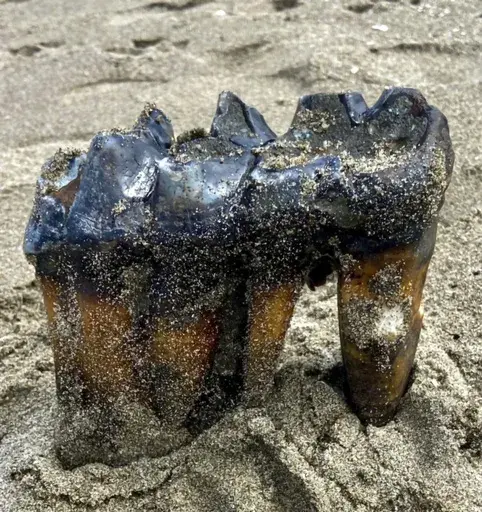 This May 26, 2023, photo provided by the Jennifer Schuh shows a Mastodon Tooth in the sand at an Aptos, Calif., beach. A Northern California woman taking a Memorial Day weekend stroll on the beach has discovered a mastodon tooth that's at least 5,000 years old. Schuh found the foot-long (.30-meter) tooth sticking out of the sand on Friday at the mouth of Aptos Creek on Rio Del Mar State Beach, located off Monterey Bay in Santa Cruz County. (Jennifer Schuh via AP)