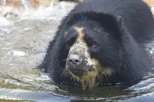 This 2021 photo provided by the St. Louis Zoo shows the zoo's Andean Bear named Ben. Zoo officials say they are working to find a way to keep Ben inside his enclosure after he escaped Thursday, Feb. 23, 2023, for the second time this month. The bear was outside for less than an hour and was found only about 100 feet away from his habitat, zoo officials said in a statement. (JoEllen Toler/St. Louis Zoo via AP)