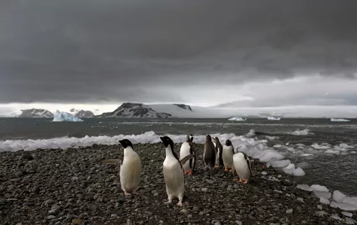 Penguins walk on the shore of Bahia Almirantazgo in Antarctica on Jan. 27, 2015. A new study released Tuesday, Aug. 8, 2023, concludes that Antarctica is already being and will continue to be affected by more frequent and severe extreme weather events, a known byproduct of human-caused climate change. (AP Photo/Natacha Pisarenko, File)