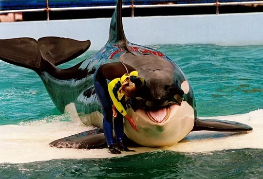 Trainer Marcia Hinton pets Lolita, a captive orca whale, during a performance at the Miami Seaquarium in Miami, March 9, 1995. Caregivers at a South Florida ocean park are taking steps to prepare Lolita, an orca whale held captive for more than a half-century, for a possible return to her home waters in Washington’s Puget Sound. The park’s owner and a nonprofit announced a plan in March 2023 to possibly move the 57-year-old orca to a natural sea pen. (Nuri Vallbona/Miami Herald via AP, File)