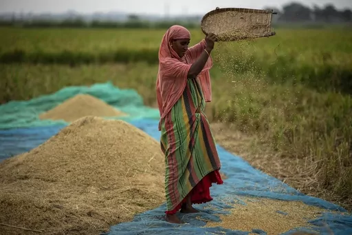 A farmer drops rice crop while working in a paddy field on the outskirts of Guwahati, India, on June 6, 2023. Global prices for food commodities like rice and vegetable oil have risen for the first time in months after Russia pulled out of a wartime agreement allowing Ukraine to ship grain to the world and India restricted some of its rice exports, the U.N. Food and Agriculture Organization said Friday Aug. 4, 2023. (AP Photo/Anupam Nath, File)