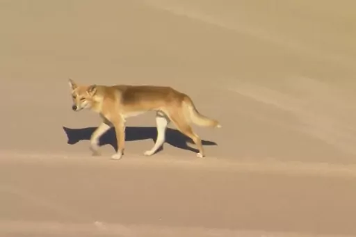 In this aerial image made from video, a dingo walks on beach on K'gari, formerly known as Fraser Island, Australia, Monday, July 17, 2023. A pack of dingoes drove a woman who was jogging into the surf and attacked her in the latest clash between native dogs and humans on a popular Australian island, sparking new warnings Tuesday to visitors venturing out. (AuBC/CHANNEL 7/CHANNEL 9 via AP)