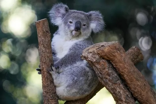 A koala sits in a tree at a koala park in Sydney, Australia, Friday, May 5, 2023. Australian scientists have begun vaccinating wild koalas against chlamydia in a pioneering field trial in New South Wales. The aim is to test a method for protecting the beloved marsupials against a widespread disease that causes blindness, infertility and death. (AP Photo/Mark Baker)