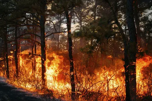 The California Branch wildfire burns in New Jersey's Wharton State Forest on Saturday, March 22, 2025. (New Jersey Department of Environmental Protection, via AP)