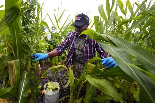 Farmer Sylvain Bukasa, a refugee from Democratic Republic of the Congo, harvests corn on his plot at Fresh Start Farm, Aug. 19, 2024, in Dunbarton, N.H. (AP Photo/Charles Krupa)